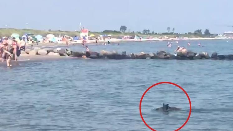 Das Wildschwein schwimmt an den Strand heran.  Privatvideo/ Screenshots: SZ