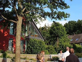 Diese Eiche auf städtischem Grund in der Danziger Straße hätten die Anlieger gerne entfernt. Foto: Andreas Dorsch
