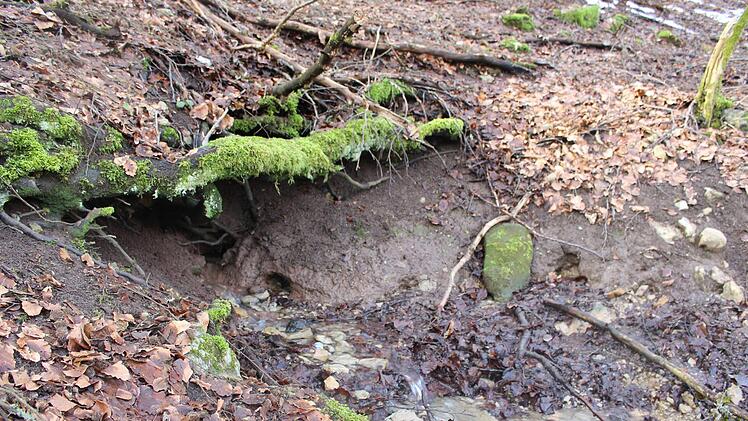 Eine Quelle unter einer Baumwurzel in der Nähe von Haselbach.