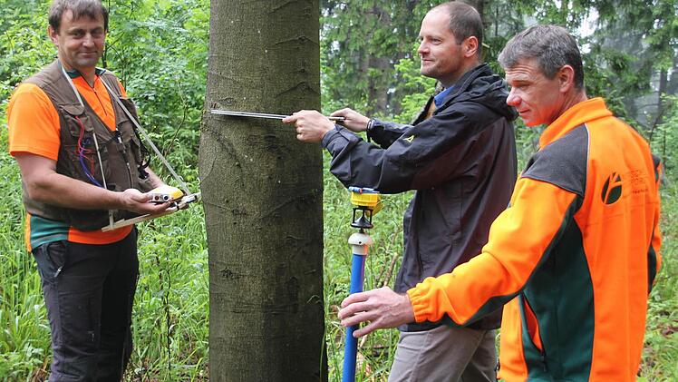 Mit modernster GPS- und Lasermesstechnik ausgerüstet ist das Inventurteam (von links): Ludwig Arnold, Alexander Schnell und Bruno Schwab. Doch auch die gute, alte Messkluppe kommt zum Einsatz. An dieser Buche haben sie eine Zunahme der Höhe um drei Meter (auf 26) und eine Steigerung des Brust-Höhen-Durchmessers um drei Zentimeter seit der Vermessung im Jahr 2006 festgestellt. Foto: Friedwald Schedel