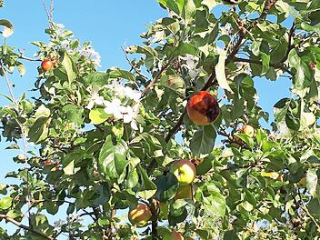 Leuchtend weiße Blüten und saftig rote Äpfel - Naturphänomen in einem Münchauracher Garten