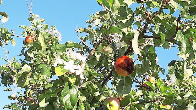 Leuchtend weiße Blüten und saftig rote Äpfel - Naturphänomen in einem Münchauracher Garten