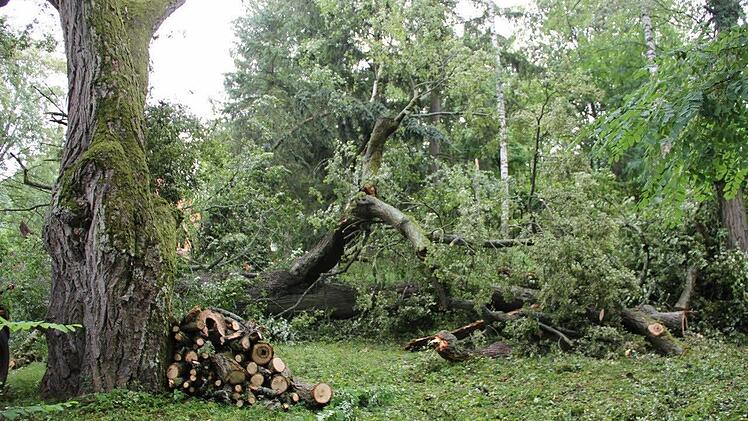 Auch eine unterhalb des umgestürzten Baumes stehende Linde zeigt Schäden. Jetzt muss geprüft werden, ob sie stehen bleiben kann oder im schlimmsten Fall gefällt werden muss.