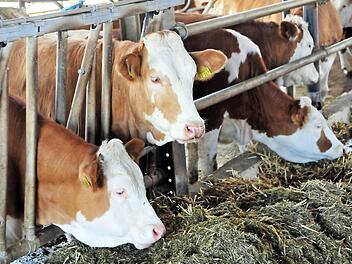 Der Strukturwandel in der Landwirtschaft geht weiter, das zeigt auch die aktuelle Bilanz des oberfränkischen Rinderzuchtverbandes.