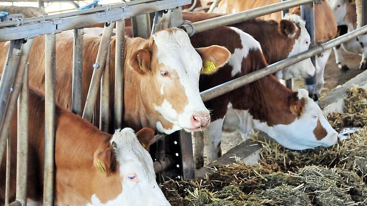 Der Strukturwandel in der Landwirtschaft geht weiter, das zeigt auch die aktuelle Bilanz des oberfränkischen Rinderzuchtverbandes.
