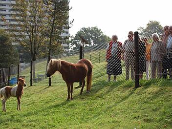 Fanclub im Streichelzoo beim Kurstift: Ob Mutter Jana ihrem zwei Wochen alten Fohlen wohl Benimm-Hinweise gibt? Was sie so treiben, beobachten die Bewohner des Kurstiftes mit Vergnügen. Für viele ist der Gang zum Streichelzoo eine liebe Gewohnheit geworden. Foto: Ursula Lippold
