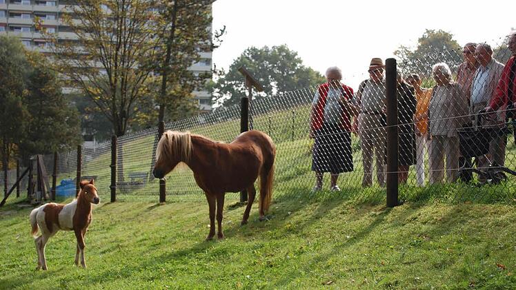 Fanclub im Streichelzoo beim Kurstift: Ob Mutter Jana ihrem zwei Wochen alten Fohlen wohl Benimm-Hinweise gibt? Was sie so treiben, beobachten die Bewohner des Kurstiftes mit Vergnügen. Für viele ist der Gang zum Streichelzoo eine liebe Gewohnheit geworden. Foto: Ursula Lippold