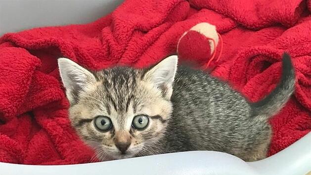 "Katzenbaby-Boom" im Tierheim Hersbruck