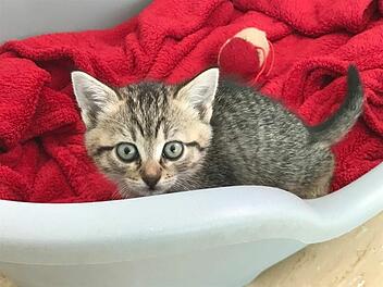 "Katzenbaby-Boom" im Tierheim Hersbruck