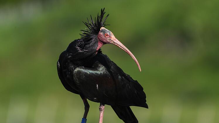 Geschützter Waldrapp von Golfball tödlich getroffen