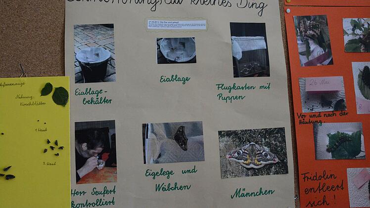 Videos, Fotos und Plakatwände zeigen die Arbeit der Grundschüler.