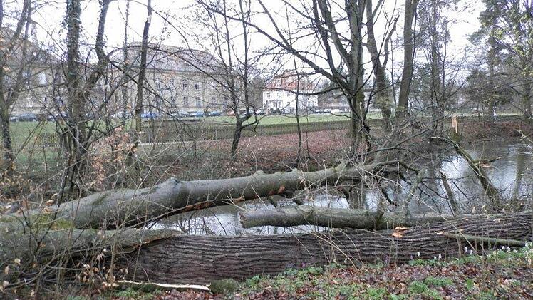 Eine umgestürzte Buche im Hain.Foto: Stadt Bamberg