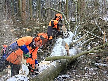 Die "Aufarbeitung" der soeben gefällten Buche beginnt. Thomas und Michael Holzheid (von links) entasten den Stamm, längen ihn ab und zersägen ihn in verschiedenen Längen. Foto: Helmut WillDie "Aufarbeitung" der soeben gefällten Buche beginnt. Thomas und Michael Holzheid (von links) entasten den Stamm, längen ihn ab und zersägen ihn in verschiedenen Längen. Foto: Helmut Will