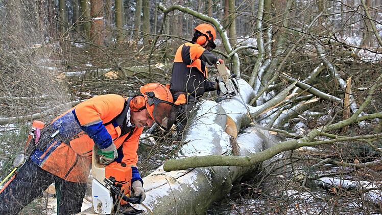 Die "Aufarbeitung" der soeben gefällten Buche beginnt. Thomas und Michael Holzheid (von links) entasten den Stamm, längen ihn ab und zersägen ihn in verschiedenen Längen. Foto: Helmut WillDie "Aufarbeitung" der soeben gefällten Buche beginnt. Thomas und Michael Holzheid (von links) entasten den Stamm, längen ihn ab und zersägen ihn in verschiedenen Längen. Foto: Helmut Will