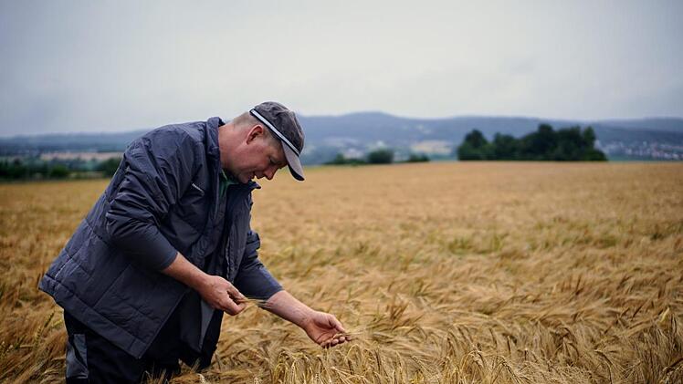 Was nach dem Frühling übrig bleibt... Klaus Siegelin zeigt den Unterschied zwischen Ähre und Ähre - einmal mit Korn, einmal ohne. Foto: Bastian Sünkel