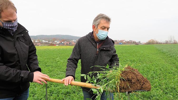 Toni Körber (links) und Anton Weig schauen sich die Wurzeln der Zwischenfrucht Klee genau an.Monika Schütz