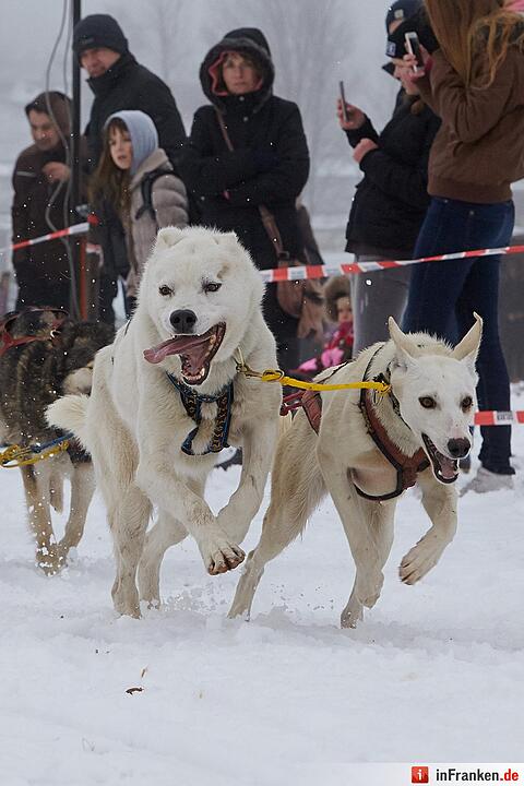 Schlittenhunderennen in Liebenscheid