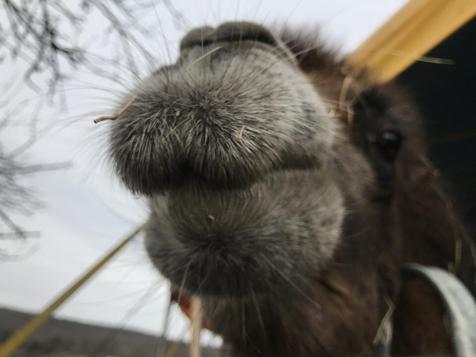 Zu Besuch bei Lamas und Kamelen im Kreis Haßberge