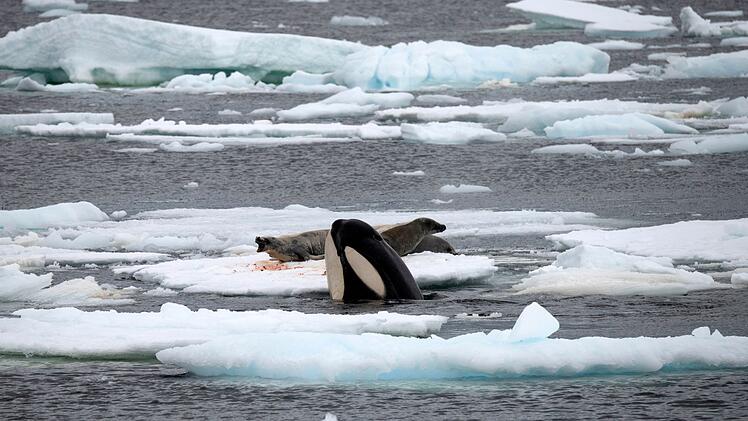 Robben können die Laute der Orcas nur unter Wasser hören.