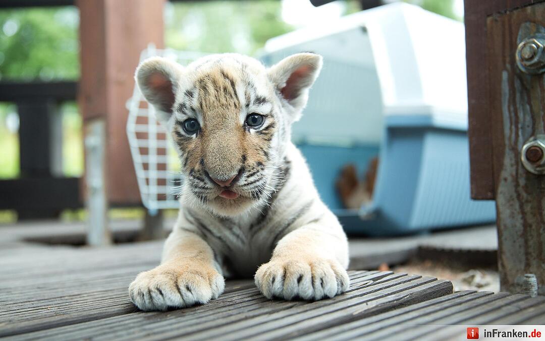 Tigerbaby vor Tierarzt-Praxis ausgesetzt