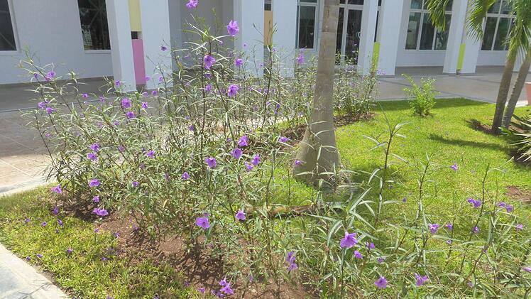 Blumen in der gepflegten Gartenanlage vorher...