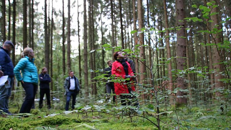 Im Diebacher Wald liegt das  Flurstück "Viereckiges Hölzlein". Dort wurden bereits vor sechs Jahren mit staatlicher Förderung junge Buchen (im Vordergrund) in einen 40 Jahre alten Fichtenbestand gepflanzt. Das Bild ist vor dem aktuellen Corona-Lockdown entstanden. Ralf Ruppert