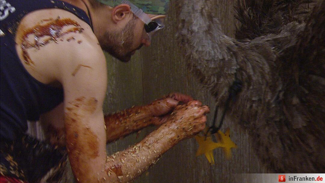 Ich bin ein Star - Holt mich hier raus!