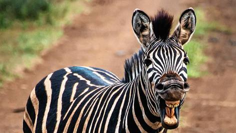 Suedafrika_Kruger_NP