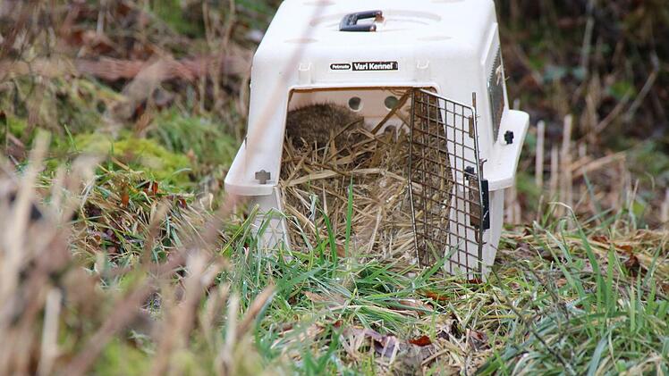 Ein Kater versteckt sich hier ängstlich im Heu der Transportbox. Foto: Kathrin Kupka-Hahn