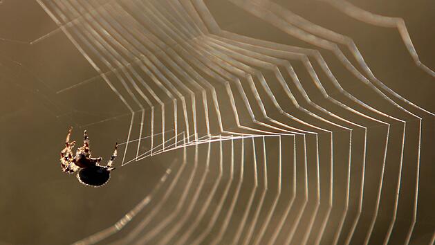 Mit einem Behelfsflammenwerfer wollte eine Frau eine Spinne töten. Dabei verursachte sie einen Schaden in Höhe von rund 5000 Euro. Foto: Karl-Josef Hildenbrand/dpa