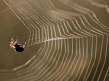 Mit einem Behelfsflammenwerfer wollte eine Frau eine Spinne töten. Dabei verursachte sie einen Schaden in Höhe von rund 5000 Euro. Foto: Karl-Josef Hildenbrand/dpa