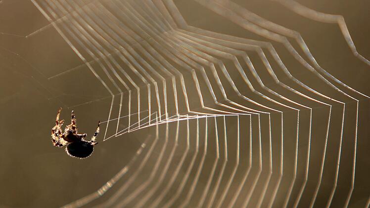 Mit einem Behelfsflammenwerfer wollte eine Frau eine Spinne töten. Dabei verursachte sie einen Schaden in Höhe von rund 5000 Euro. Foto: Karl-Josef Hildenbrand/dpa