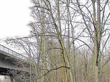 Zwischen den Bäumen unweit der Stadtautobahn hatten vier Jugendliche Mitte der 90er-Jahre den getöteten Obdachlosen vergraben. Nach dem Hinweis eines Tatbeteiligten bargen Spezialisten im Februar 2014 das Skelett des Mannes. Foto: Tageblatt-Archiv/Ulrike Nauer