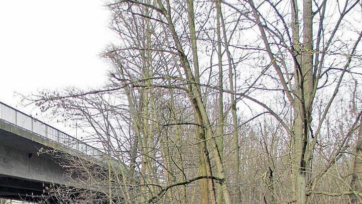 Zwischen den Bäumen unweit der Stadtautobahn hatten vier Jugendliche Mitte der 90er-Jahre den getöteten Obdachlosen vergraben. Nach dem Hinweis eines Tatbeteiligten bargen Spezialisten im Februar 2014 das Skelett des Mannes. Foto: Tageblatt-Archiv/Ulrike Nauer