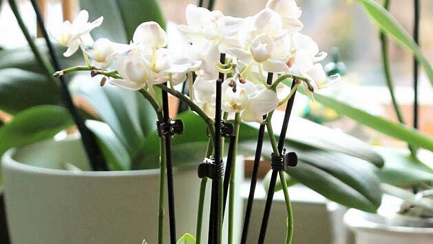Inzwischen gibt es f&uuml;r diese Pflanzen, welche in tropischen Urw&auml;ldern als Aufsitzer leben, durchsichtige &Uuml;bert&ouml;pfe aus Glas. Das ist f&uuml;r die Schmetterlingsorchidee eine tolle Erfindung. Foto: Jupp Schr&ouml;der