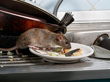 Nahaufnahme einer Ratte, die an einem Teller mit Essensresten schnuppert. Nahaufnahme einer Ratte, die an einem Teller mit Essensresten schnuppert.