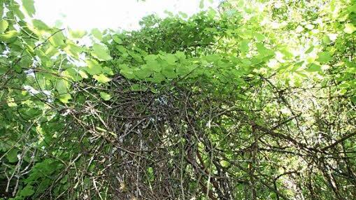 Uralte Weinreben ranken heute verwildert auf einem Grundstück im Goldgrund. Sie sind Reste eines Weinbergs aus dem 19. Jahrhundert.