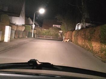 Forchheim: Fuchs verfolgt Ehepaar bis in Einfahrt
