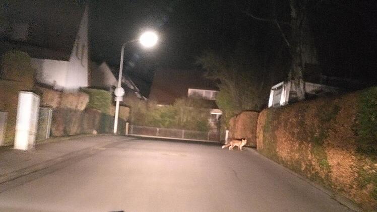 Forchheim: Fuchs verfolgt Ehepaar bis in Einfahrt