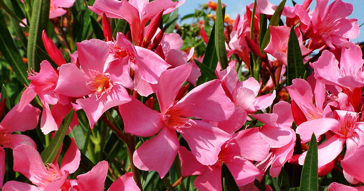 PraxisTipps zum OleanderSchnitt So bringst du deinen Garten zum Erblühen