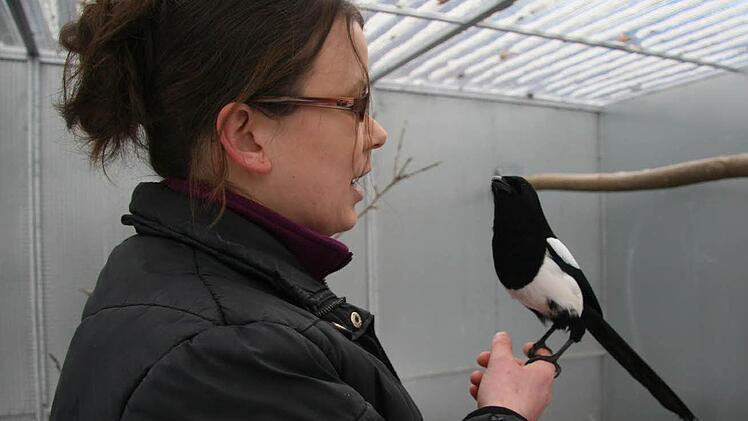 "Bürztel", die Lieblingselster von Sabine Witt, kam bei dem Sturm um.  Foto: Sonja Adam