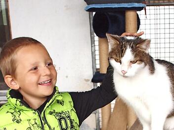 Der vierj&auml;hrige Tim aus Maineck, der zu Hause zwei Katzen hat, fand auch im Tierheim gleich einen Sofatiger, der sich &uuml;ber seine Zuneigung freute. Foto: Alfred Thieret