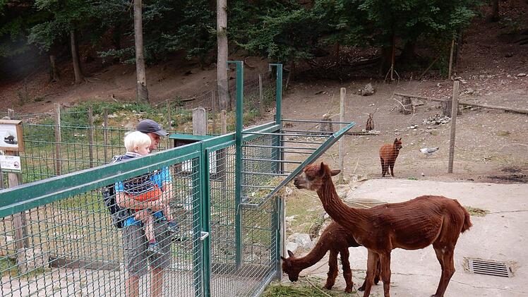 Im Wildpark Hundshaupten Foto: Reinhard Löwisch