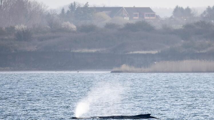 Buckelwal liegt weiterhin in Wismarer Bucht