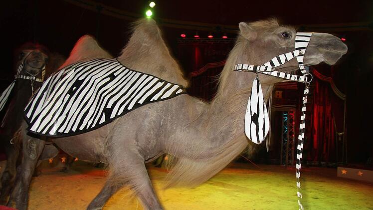 Der Auftritt der Kamele war ein Höhepunkt.