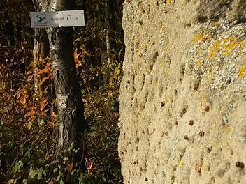 Jeder "Punkt" auf dem Stein ist ein Marienkäfer. Das Bild entstand an einem Waldrand bei Trabelsdorf im Landkreis Bamberg. Foto: Jutta Behr-Groh