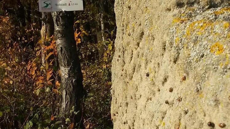 Jeder "Punkt" auf dem Stein ist ein Marienkäfer. Das Bild entstand an einem Waldrand bei Trabelsdorf im Landkreis Bamberg. Foto: Jutta Behr-Groh