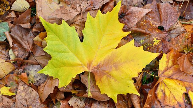 Auch der biologisch denkende Gärtner freut sich über die Herbstfärbung. Laub ist für ihn kein Abfall, sondern wertvolles organisches Material. Symbolbild: Martin Schutt/dpa
