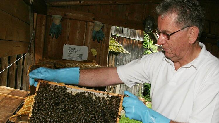 Hermann Lochner, der Vorsitzende des Imkervereins Kulmbach und Umgebung, kontrolliert am Lehrbienenstand die Bienenbeuten. Foto: Sonja Adam