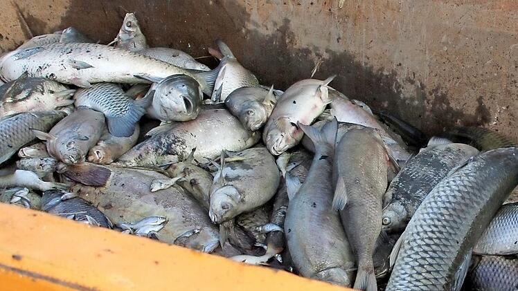 Der Geruch nach Fischkadavern, der aus dem immer voller werdenden Container zieht, lockt auch die Fliegen an. Foto: Sarah Dann